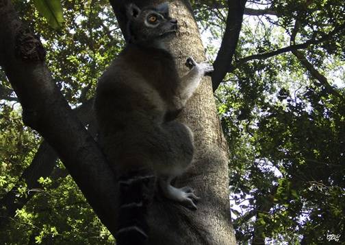Descubierto un nuevo primate que vivió hace unos 40 millones de años en Soria 
