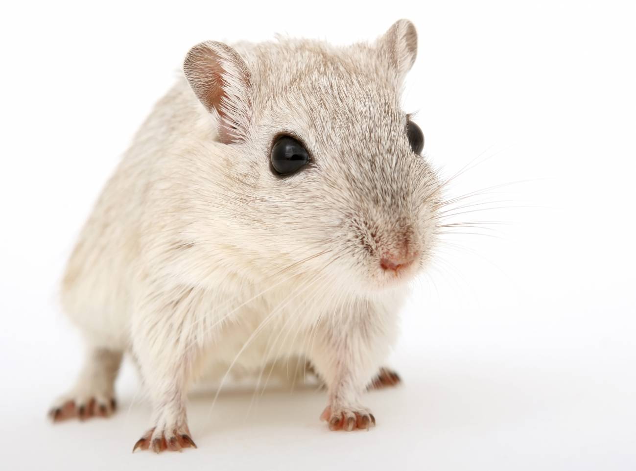 ratón