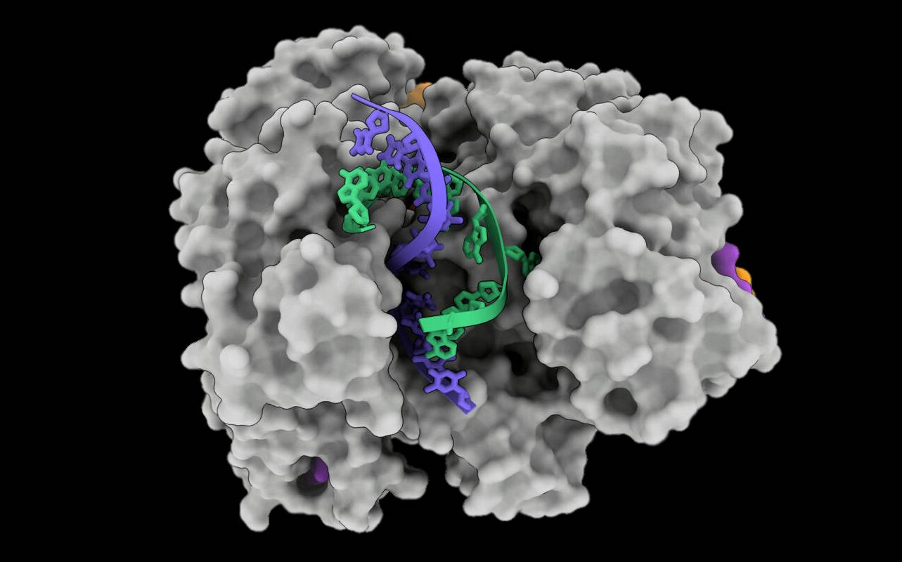 Proteína Cas12a2 abre una doble hélice de ADN