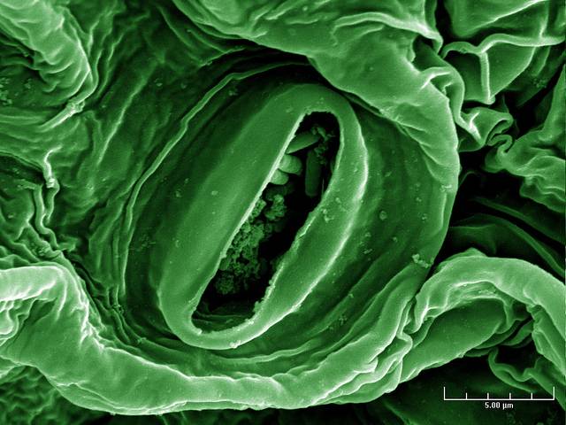 Descubren cómo actúa un gen regulador de factores implicados en la patogenicidad de las bacterias