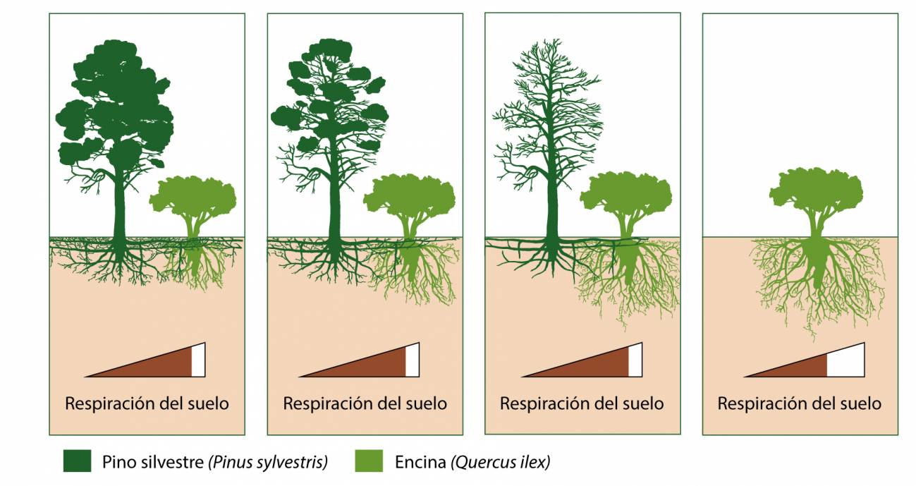 Descubren cómo afecta al suelo la sustitución de pinares por encinares