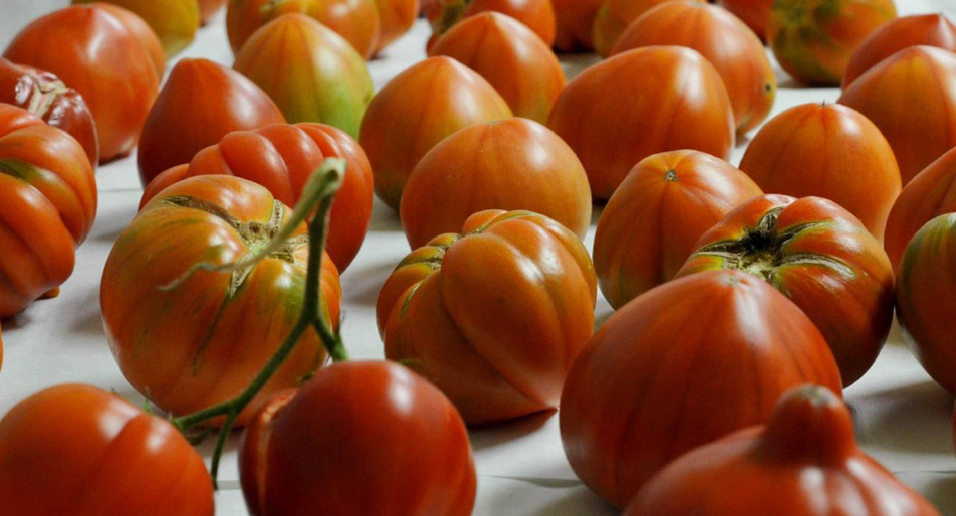 Descubren cómo devolverle al tomate su verdadero sabor 