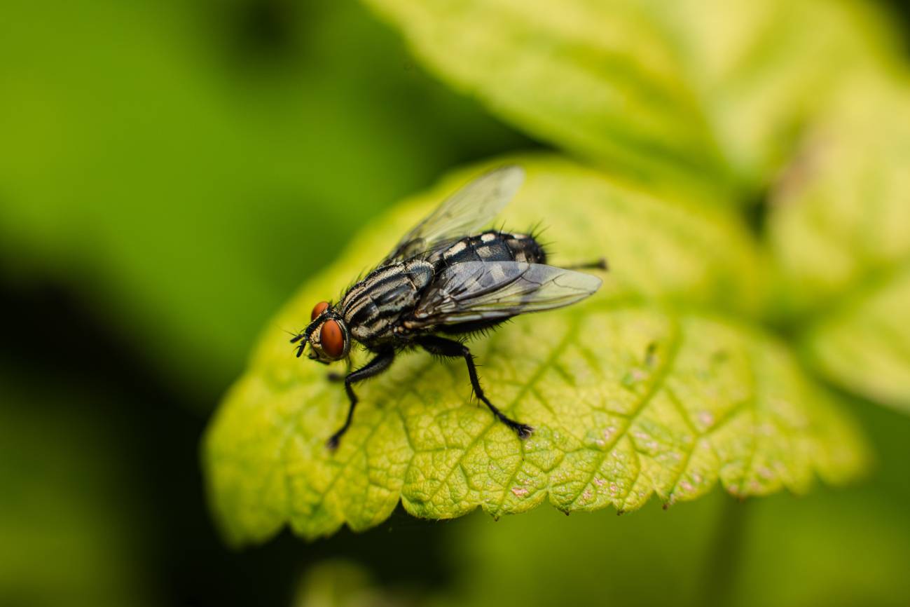 Mosca en una hoja. 