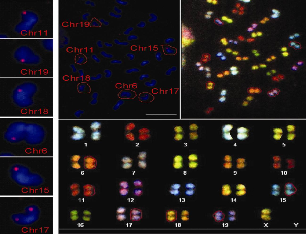 Descubren el origen genómico de unos protectores teloméricos