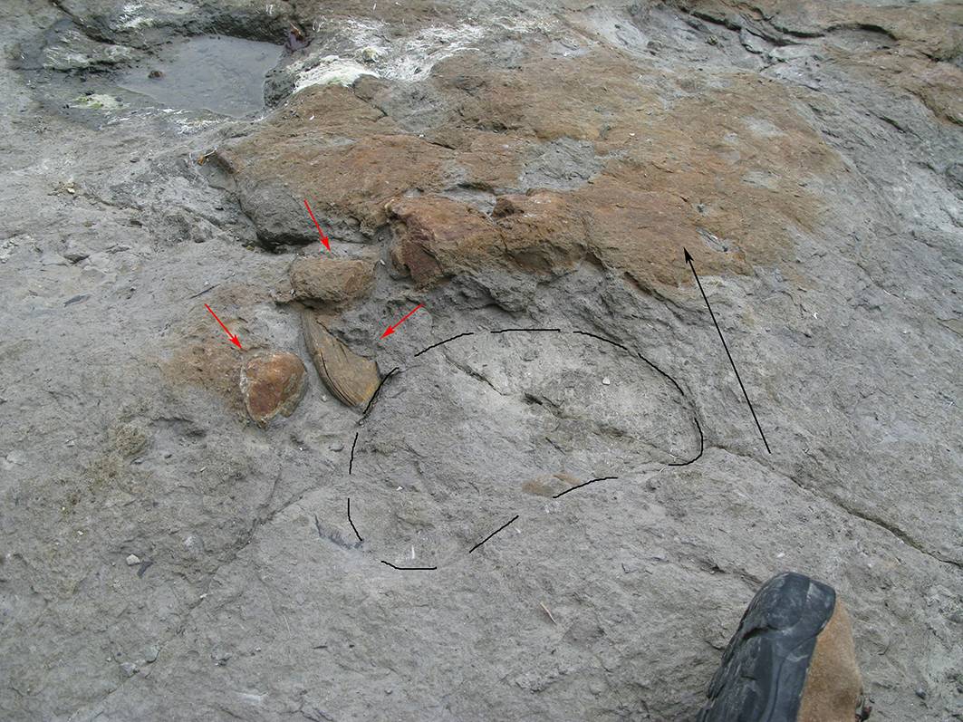 Las huellas de dinosaurios saurópodos