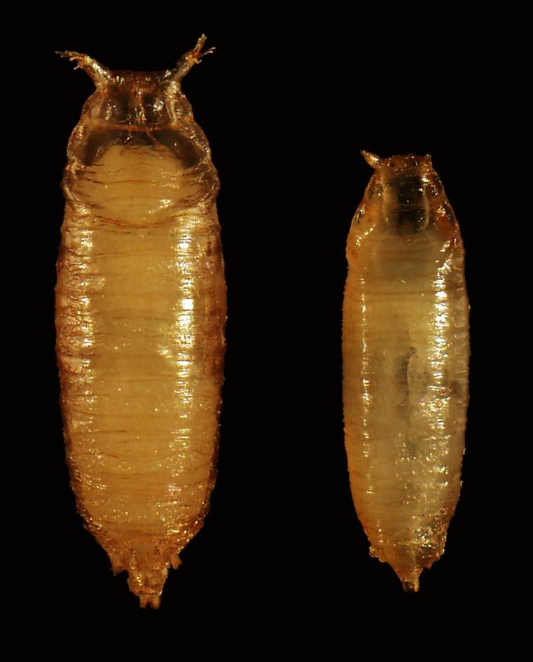Descubren en moscas el mecanismo que regula la producción de hormonas esteroides 