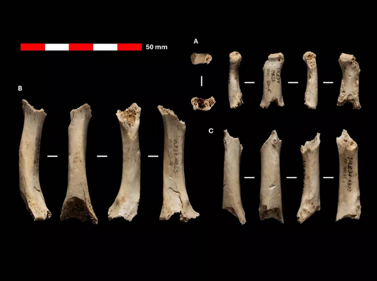 Descubren en Navarra restos de un hombre neandertal de hace 46 000 años