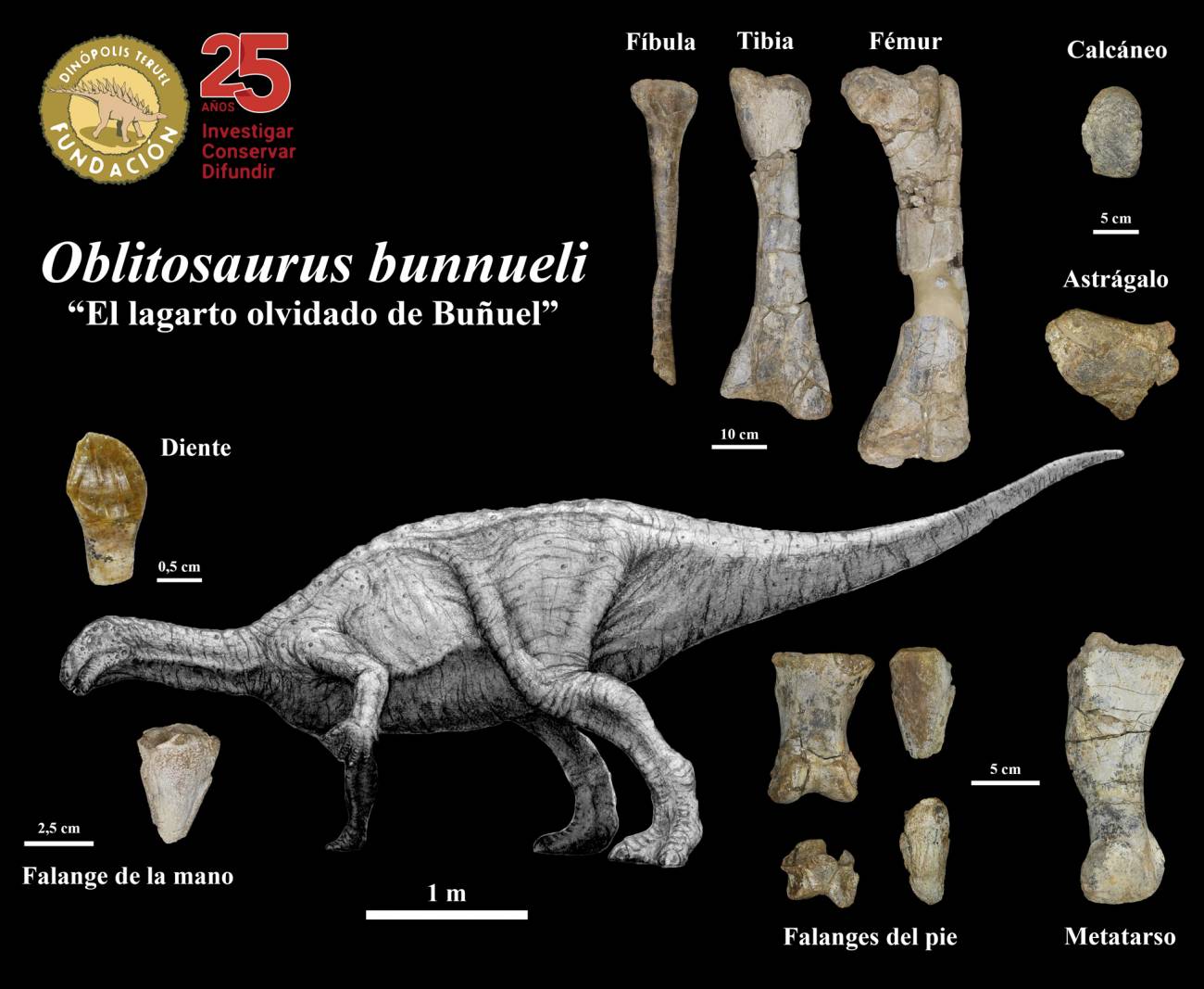 Descubren en Teruel el mayor dinosaurio ornitópodo del Jurásico de Europa