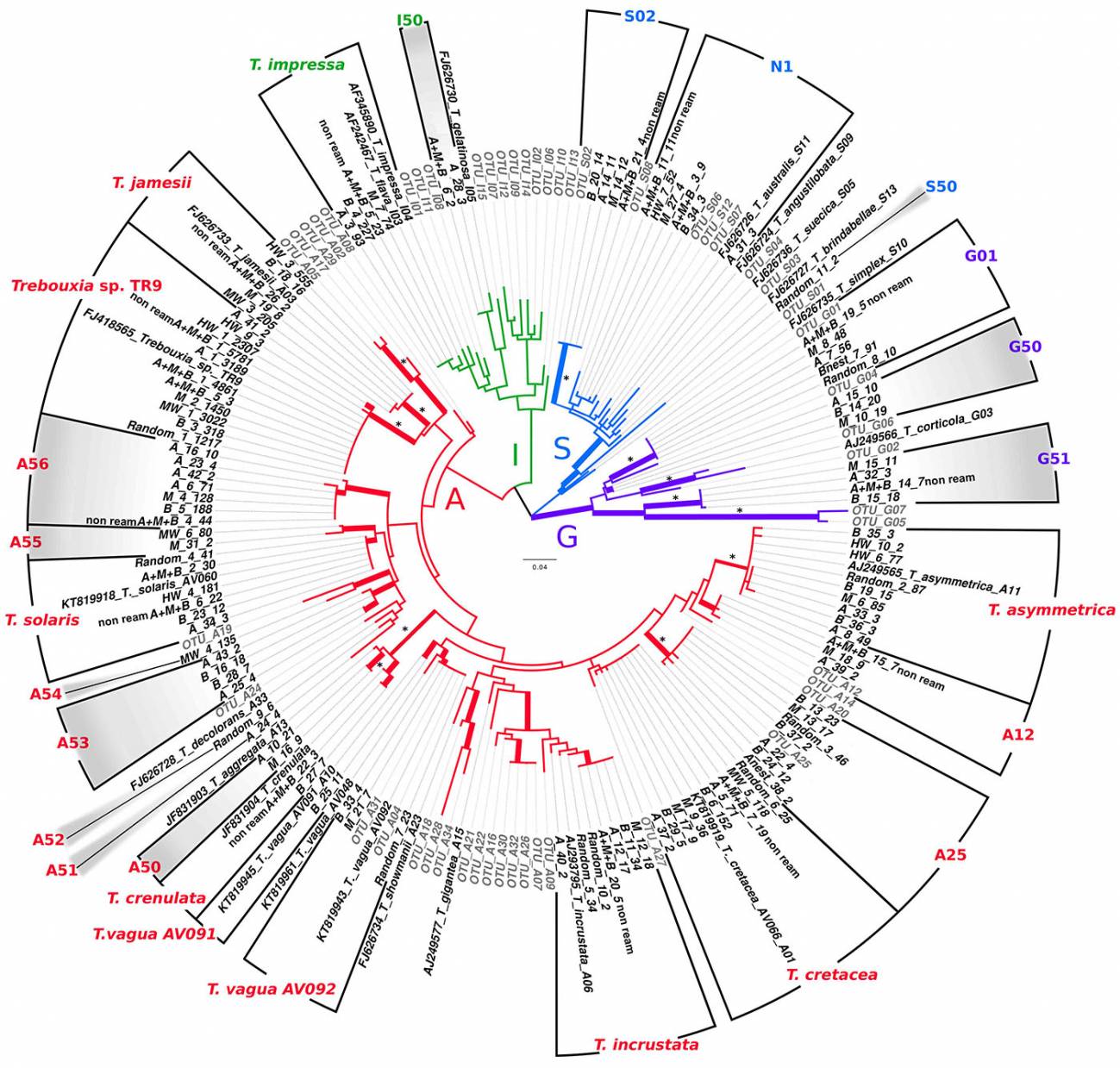 Inesperada diversidad de microalgas en el líquen Ramalina farinacea