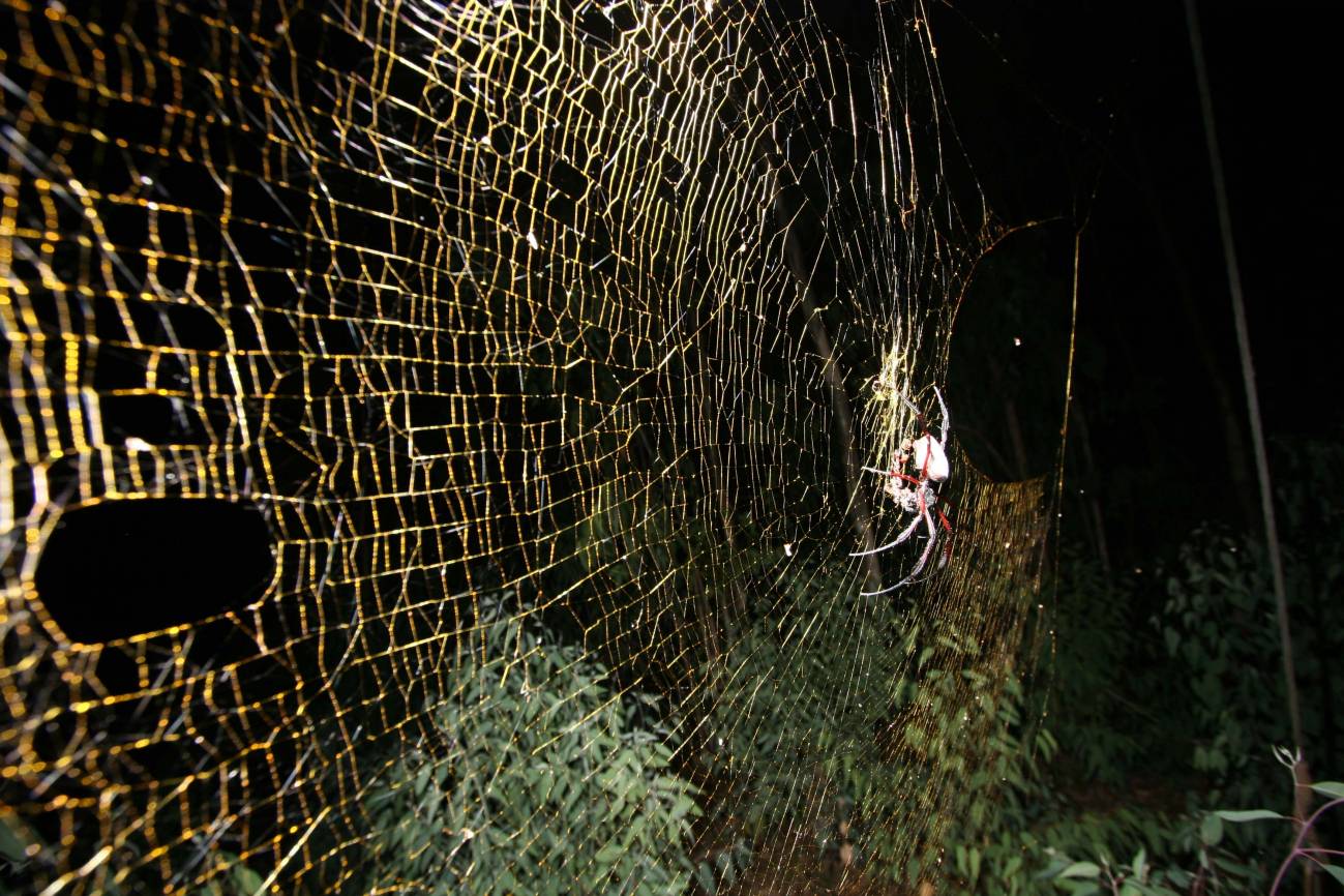 Descubren la mayor araña tejedora del mundo en África