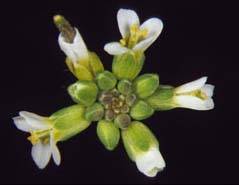 Descubren la proteína que orquesta el proceso de formación de las flores