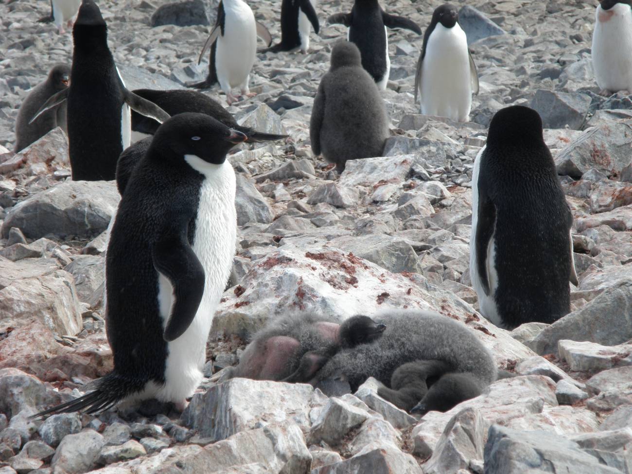 Descubren los primeros pingüinos antárticos afectados por la enfermedad de la pérdida del plumaje