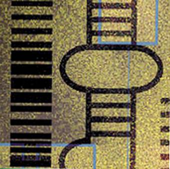 Descubren microRNAs capaces de limitar el envejecimiento de las células
