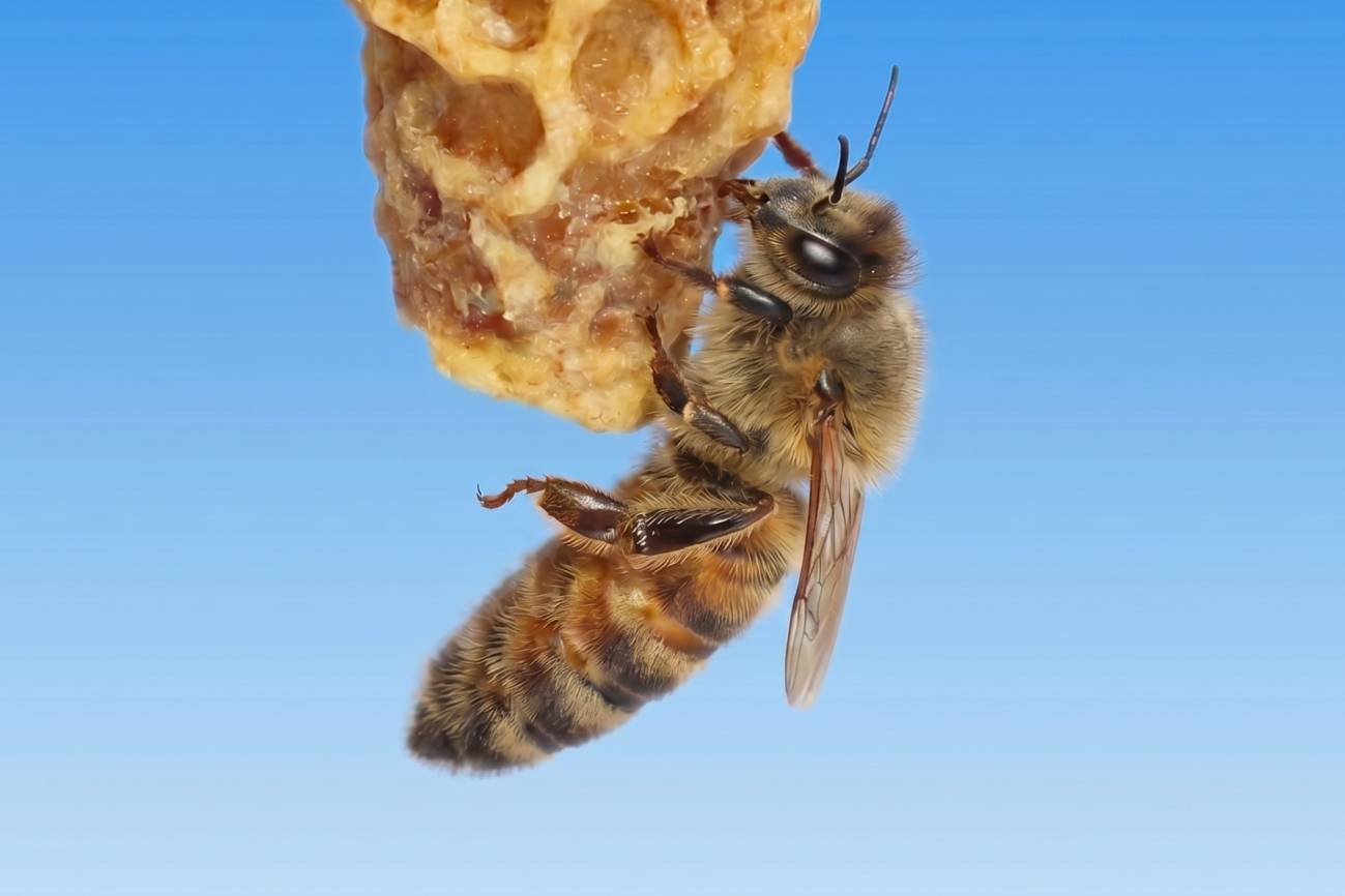 Descubren obreras especializadas que construyen celdas clave para el desarrollo de la abeja reina