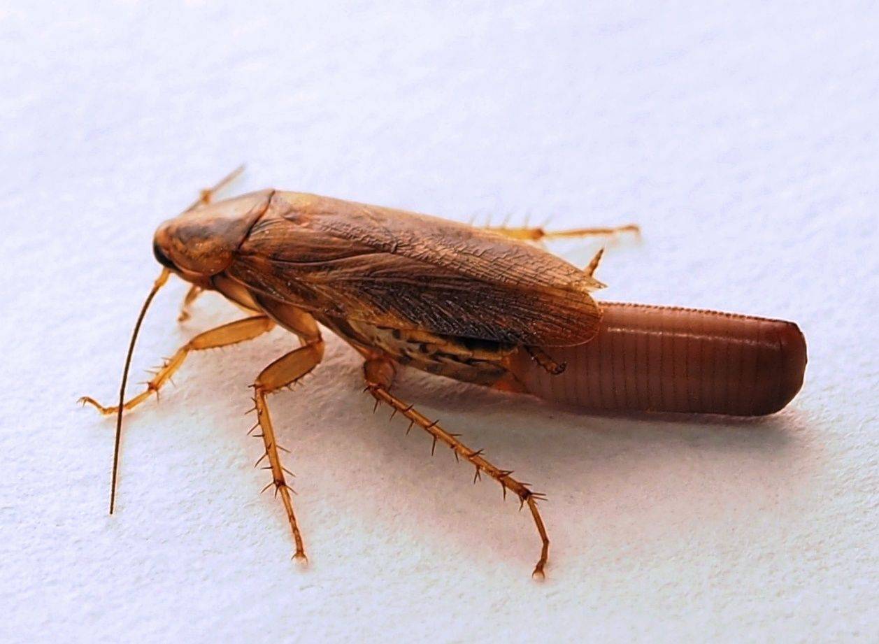 cucaracha