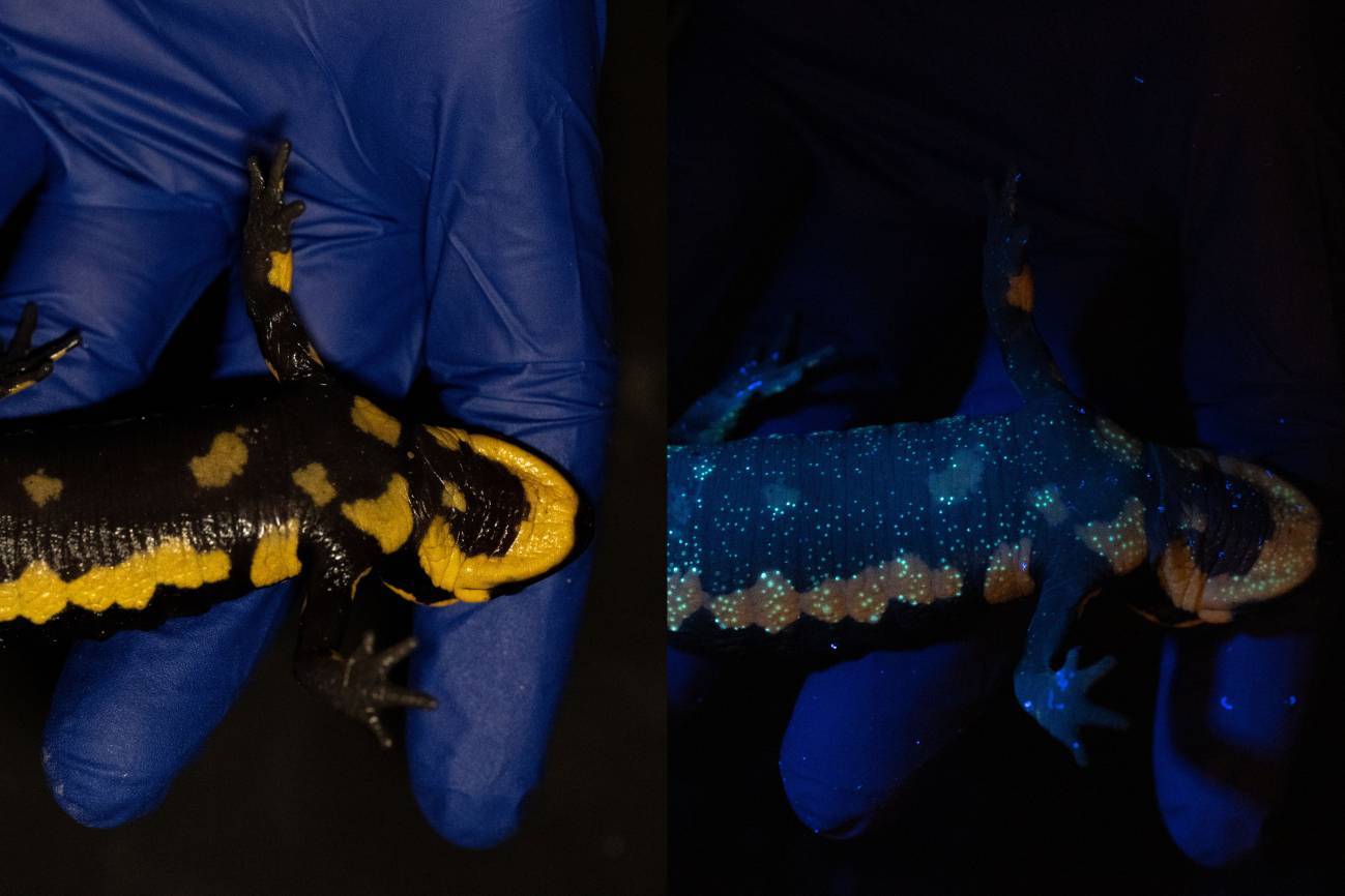 Descubren que la salamandra es fluorescente bajo la luz ultravioleta