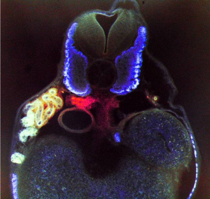 Descubren que los genes Iroquois son fundamentales en la formación de los riñones