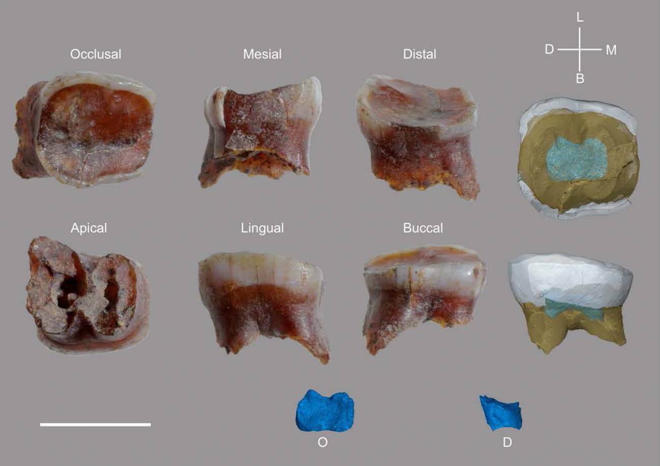 dientes de neandertal