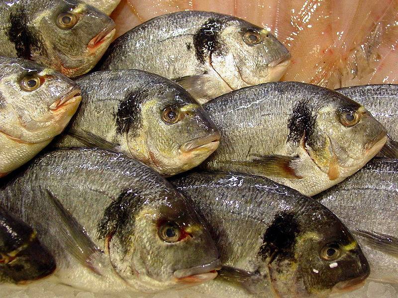 Descubren seis nuevas proteínas que protegen las mucosas de las doradas