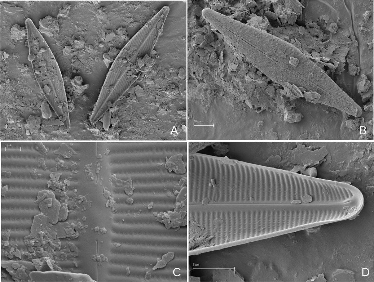 Diatomea