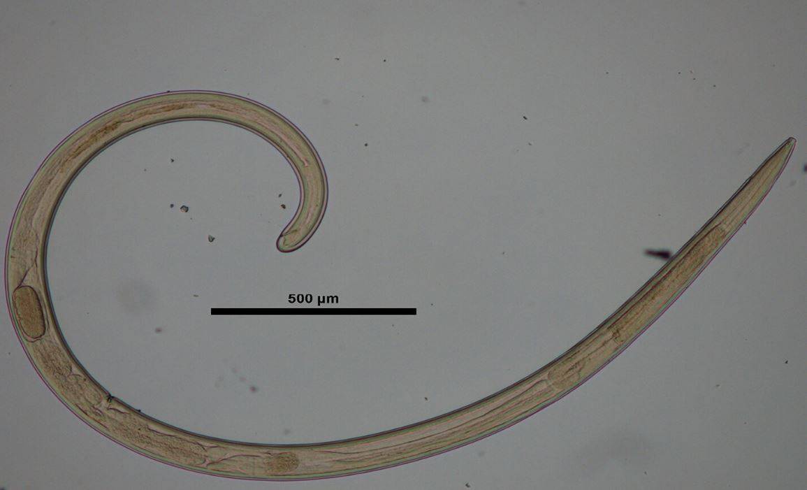 Descubren tres nuevas especies de gusanos microscópicos en Vietnam