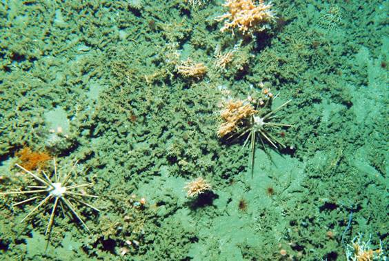 Descubren un arrecife de coral de aguas frías en un cañón submarino del Mar Cantábrico