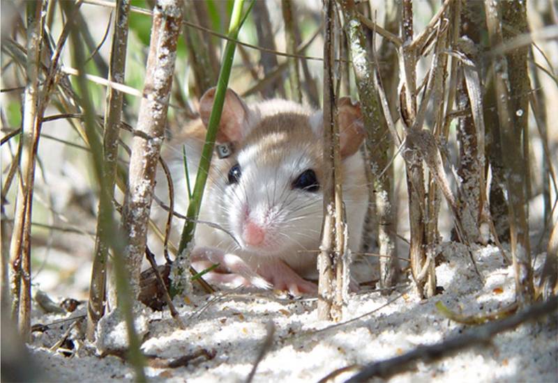 Descubren un gen que controla el patrón de coloración en ratones
