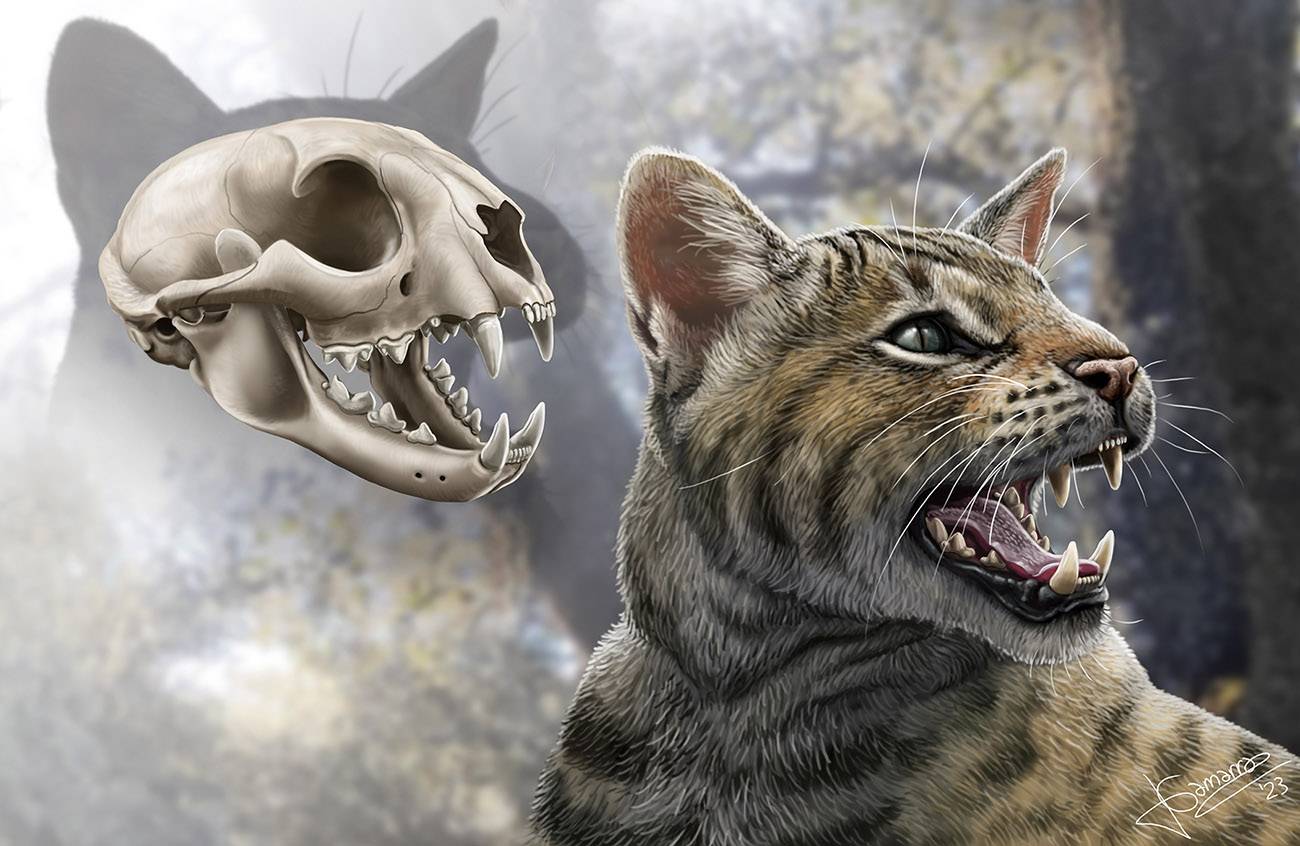 Reconstrucción del cráneo y aspecto en vida del felino 'Magerifelis peignei'