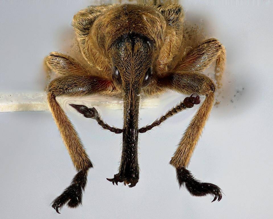 Descubren un nuevo género de gorgojo en las vainas de una planta leguminosa