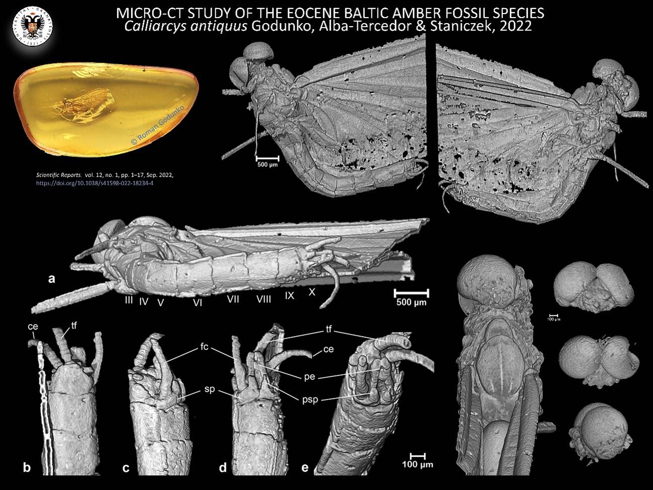 Imagen microtomográfica del insecto descubierto