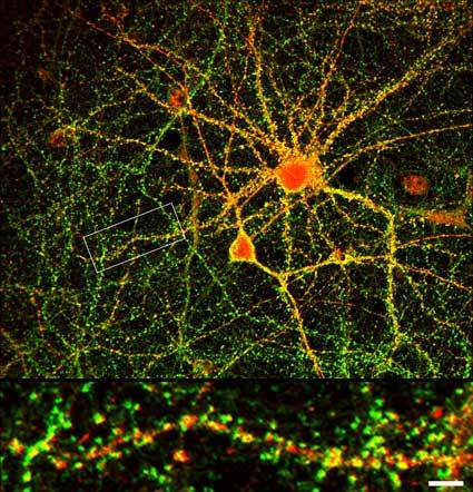 Descubren un nuevo mecanismo empleado por las neuronas para propiciar el aprendizaje y la memoria