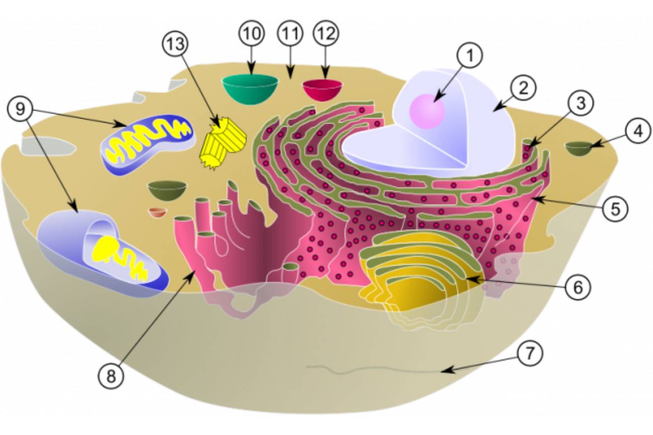 Estructura de una célula eucariota. Nucléolo (1); Núcleo celular (2); Ribosoma (3); Vesículas de secreción (4); Retículo endoplasmático rugoso (5); Aparato de Golgi (6); Citoesqueleto (7); Retículo endoplasmático liso (8); Mitocondria (9); Vacuola (10); Citosol (11); Lisosoma (12); Centríolo (13).