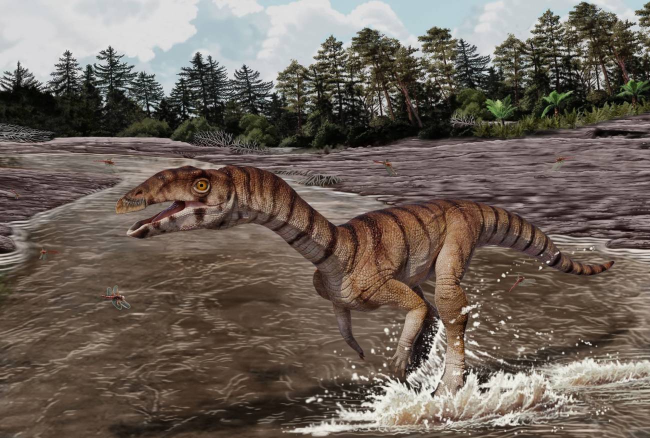 Descubren una especie del Triásico antepasada del cocodrilo, pero bípeda y desdentada