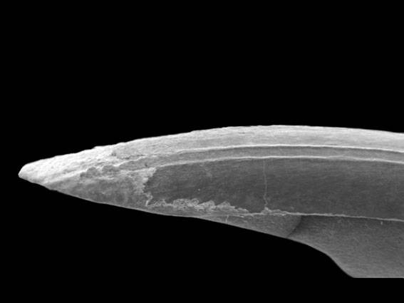 Descubren una especie extinta de roedor