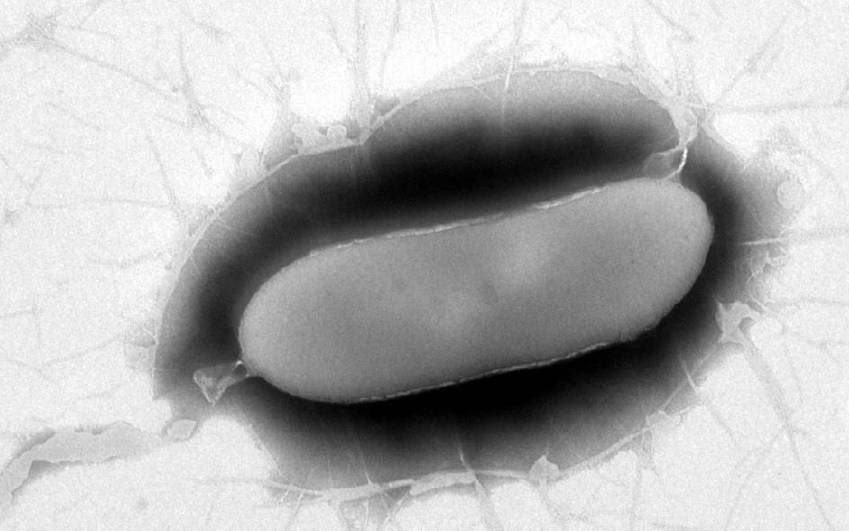 La nueva bacteria es de gran interés por sus relaciones con otros microorganismos