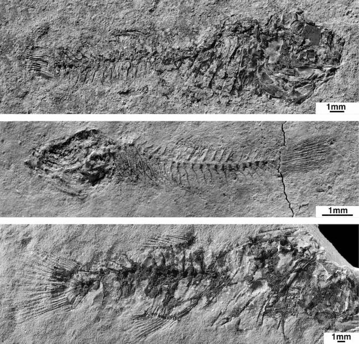 Paleolago localizado en la localidad valenciana de Biocorb, un fósil de una especie de pez que vivió en ese medio hace diez millones de años. / EFE
