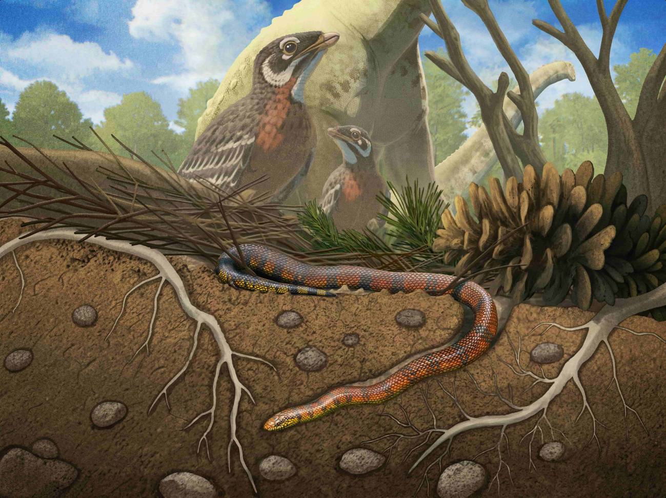 Reconstrucción de la serpiente excavadora Tametara mirim