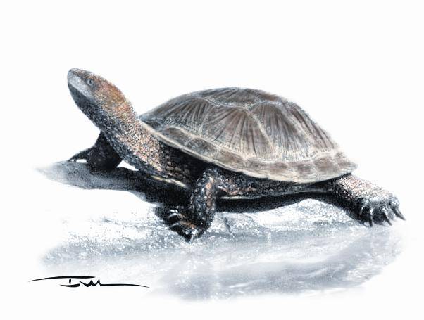 Descubren una nueva especie de tortuga fósil en España