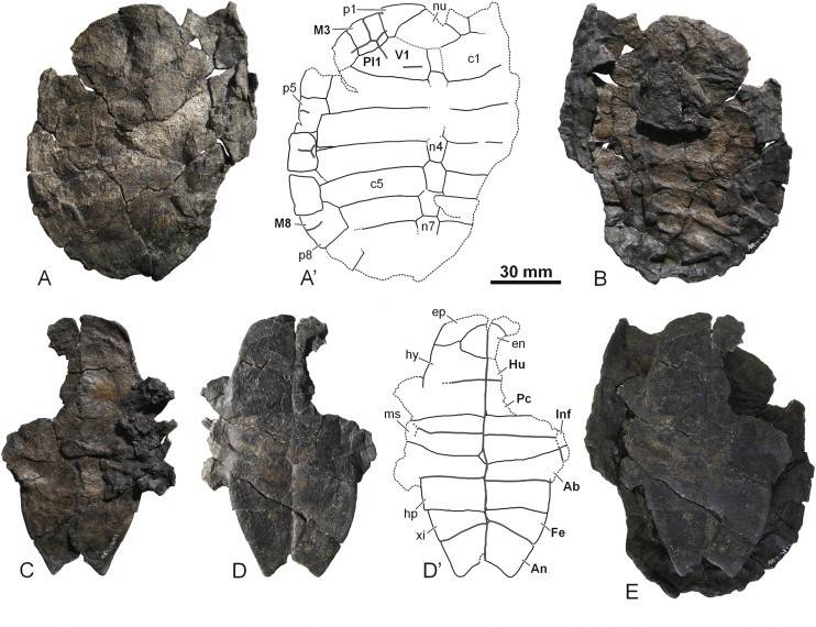 Descubren una nueva especie fósil de tortuga en Teruel