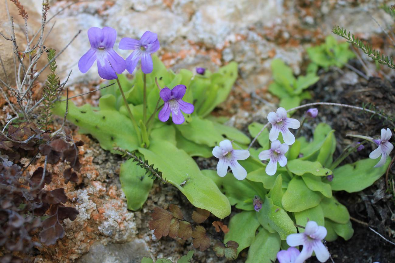 Descubren una nueva planta carnívora en España