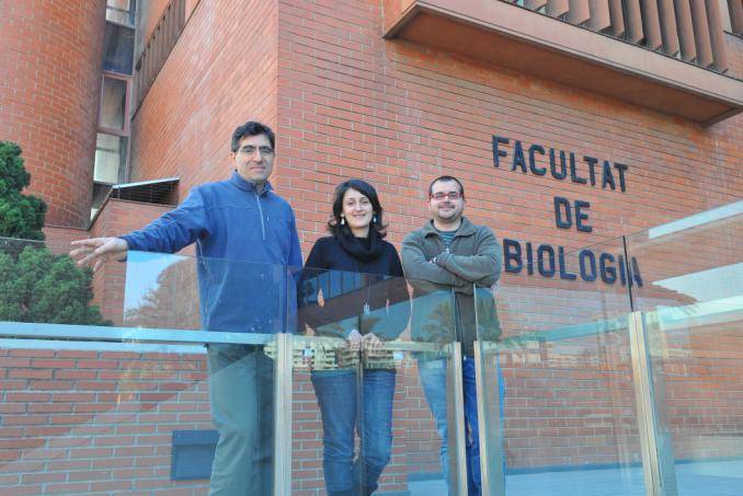 Descubren una nueva proteína en ciertos invertebrados que controla el patrón de simetría corporal 