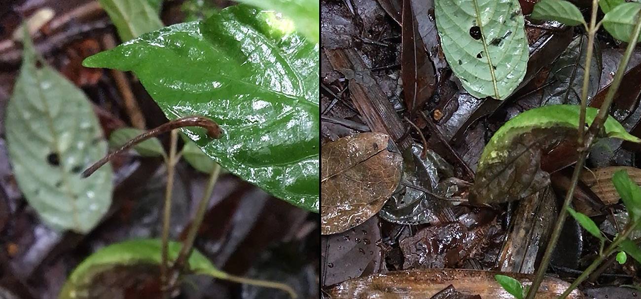 El salto de una sanguijuela desde una hoja hasta otra situada más abajo