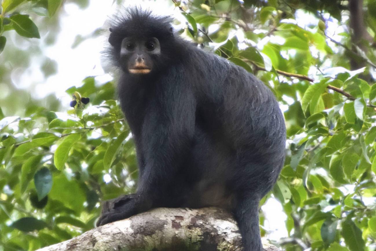 Colobus congoensis