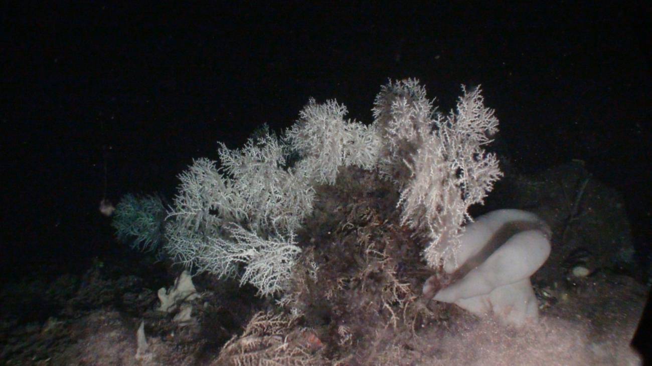 Descubren uno de los arrecifes de coral de profundidad más importantes en el Mar de Alborán 