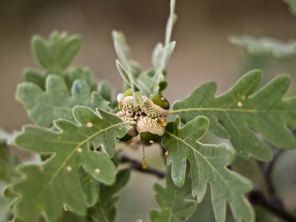 Hoja de roble. Imagen: Ikerpe