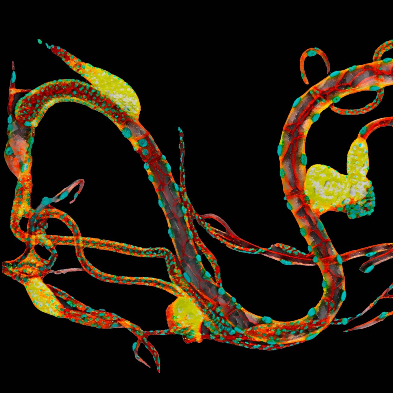 Proyección total de una sección del tronco dorsal traqueal de una larva de tercer estadio de Drosophila