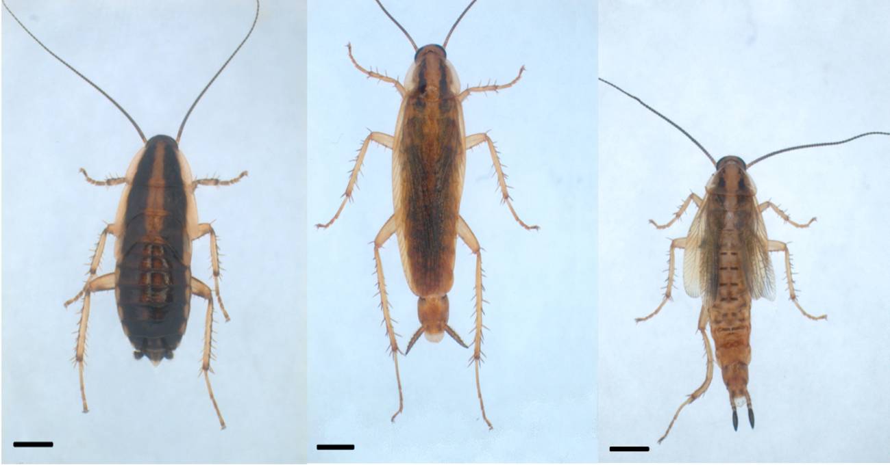 Desvelan el mecanismo de genes clave en la regulación de la metamorfosis de los insectos