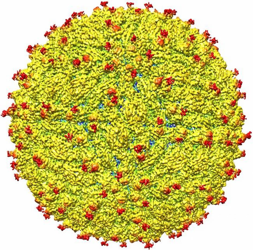 Estructura del virus del Zika