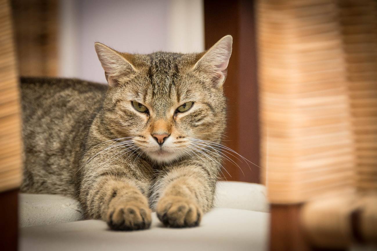 Gato