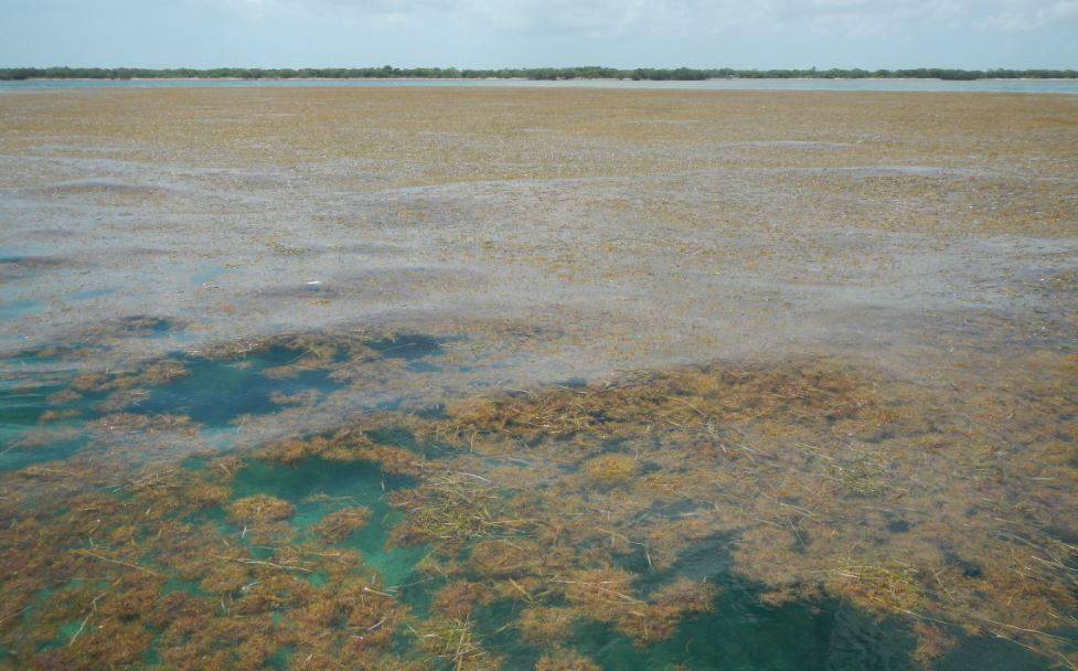 Detectan la mayor proliferación de algas del mundo